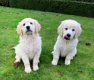 Golden retriever pups met ouders te zien - 3 - Thumbnail
