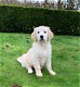 Golden retriever pups met ouders te zien - 4 - Thumbnail