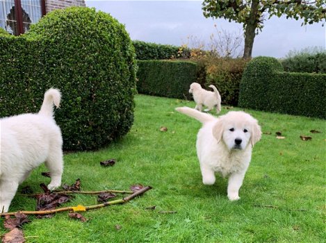 Golden retriever pups met ouders te zien - 5