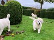 Golden retriever pups met ouders te zien - 5 - Thumbnail