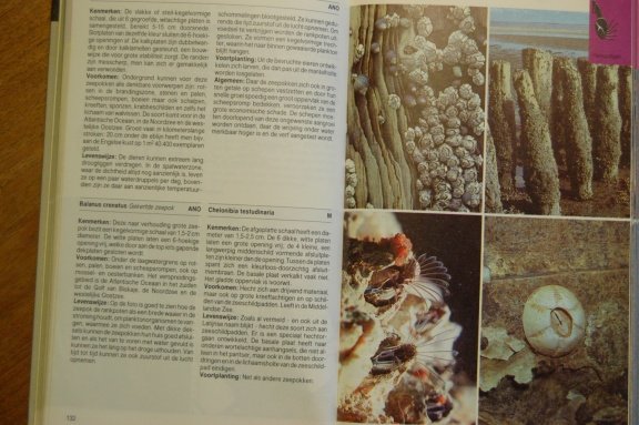 Europese kusten. Flora en fauna - Afbeelding 5