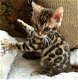 mooie Bengaalse kittens,. - 1 - Thumbnail