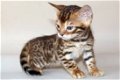 mooie Bengalen kitten klaar om een nieuw huis te boete - 1 - Thumbnail