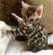 mooie Bengaalse kittens - 1 - Thumbnail