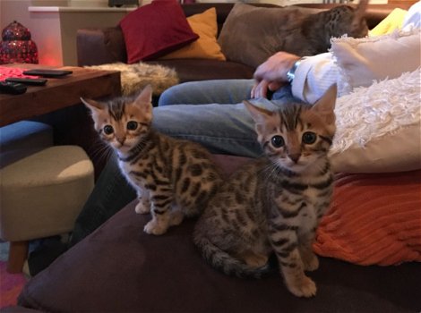 mooie Bengalen kitten klaar om een nieuw huis te boete - 1