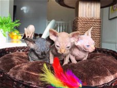 3 prachtige Sphynx-kitten Nu klaar voor adoptie