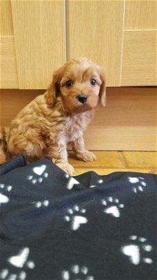 Cavapoo puppy's te koop