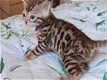 Leuke en liefdevolle Bengaalse kittens Nu klaar - 2 - Thumbnail