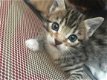 Leuke en liefdevolle Bengaalse kittens Nu klaar - 3 - Thumbnail