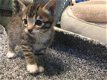 Leuke en liefdevolle Bengaalse kittens Nu klaar - 4 - Thumbnail
