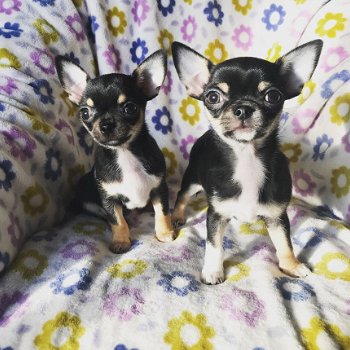Mooie Chihuahua-puppy's te koop - 1