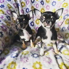 Mooie Chihuahua-puppy's te koop