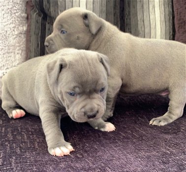 Staffordshire Bull Terrier Puppies - 1