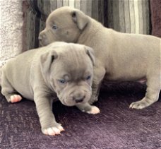 Staffordshire Bull Terrier Puppies