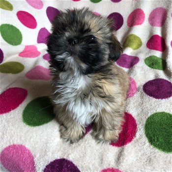 Shih Tzu Bull Terrier Puppies - 1