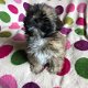 Shih Tzu Bull Terrier Puppies - 1 - Thumbnail