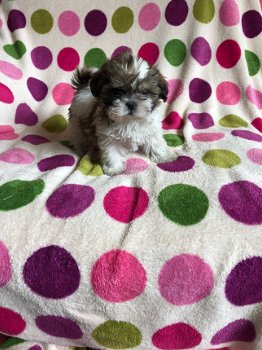 Shih Tzu Bull Terrier Puppies - 2