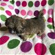 Shih Tzu Bull Terrier Puppies - 3 - Thumbnail