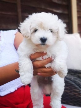 Maltipoo Puppies for Sale - 1