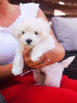 Maltipoo Puppies for Sale - 2