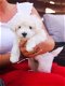 Maltipoo Puppies for Sale - 2 - Thumbnail