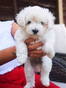 Maltipoo Puppies for Sale - 3