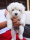 Maltipoo Puppies for Sale - 3 - Thumbnail