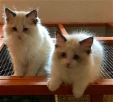 Ragdoll kittens.