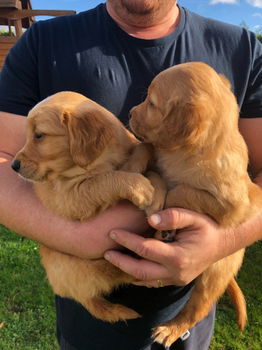 Kwaliteit Golden Retriever Pups te koop - 1