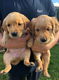 Kwaliteit Golden Retriever Pups te koop - 2 - Thumbnail