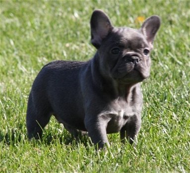 Twee schattige blauwe Franse bulldogpups nu klaar - 1