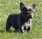 Twee schattige blauwe Franse bulldogpups nu klaar - 1 - Thumbnail