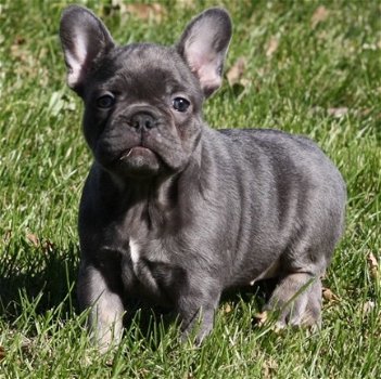 Twee schattige blauwe Franse bulldogpups nu klaar - 2