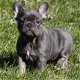 Twee schattige blauwe Franse bulldogpups nu klaar - 2 - Thumbnail