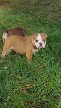 Rasechte Engelse Bulldog-puppy's nu beschikbaar. contact voor meer informatie - 2