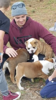 Rasechte Engelse Bulldog-puppy's nu beschikbaar. contact voor meer informatie - 3