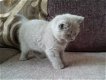 Dikke Britse korthaar kittens klaar - 3 - Thumbnail