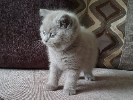 Twee schattige en liefhebbende Britse korthaar kittens nu klaar - 1