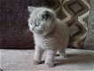 Twee schattige en liefhebbende Britse korthaar kittens nu klaar - 1 - Thumbnail