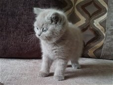 Twee schattige en liefhebbende Britse korthaar kittens nu klaar