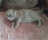 Twee schattige en liefhebbende Britse korthaar kittens nu klaar - 3 - Thumbnail