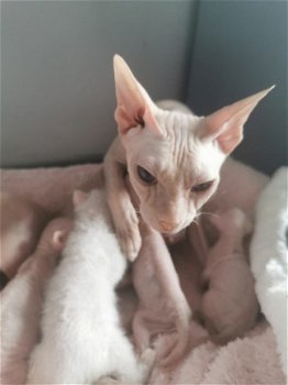 schattige drie charmante sphynx Kittens Nu klaar - 1