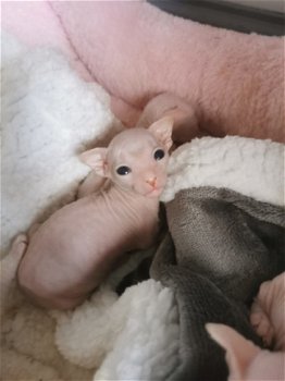 schattige drie charmante sphynx Kittens Nu klaar - 2