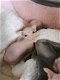 schattige drie charmante sphynx Kittens Nu klaar - 2 - Thumbnail