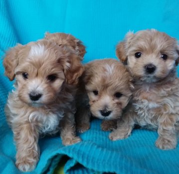 Maltipoo pups te koop - 1