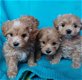 Maltipoo pups te koop - 1 - Thumbnail