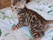 schattige Pedigre Tica Reg Bengaalse kittens nu klaar - 1 - Thumbnail