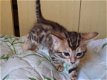schattige Pedigre Tica Reg Bengaalse kittens nu klaar - 3 - Thumbnail