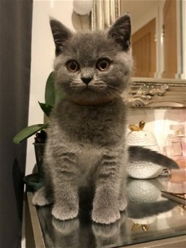 Fluffy Blue Pedigree Kittens Nu klaar. contact - 1