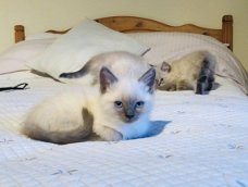 ragdoll X snow bengal, gevaccineerd, dierenarts gecontroleerd